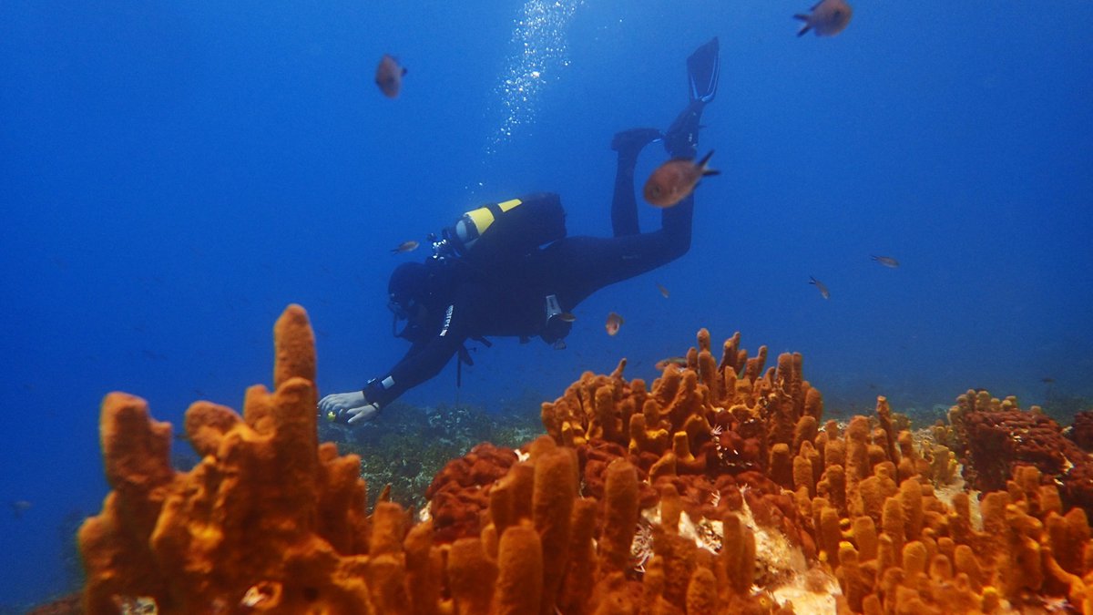 Photo: Lefkas Diving Center