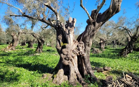 Ελιές: τα δέντρα της ταυτότητάς μας