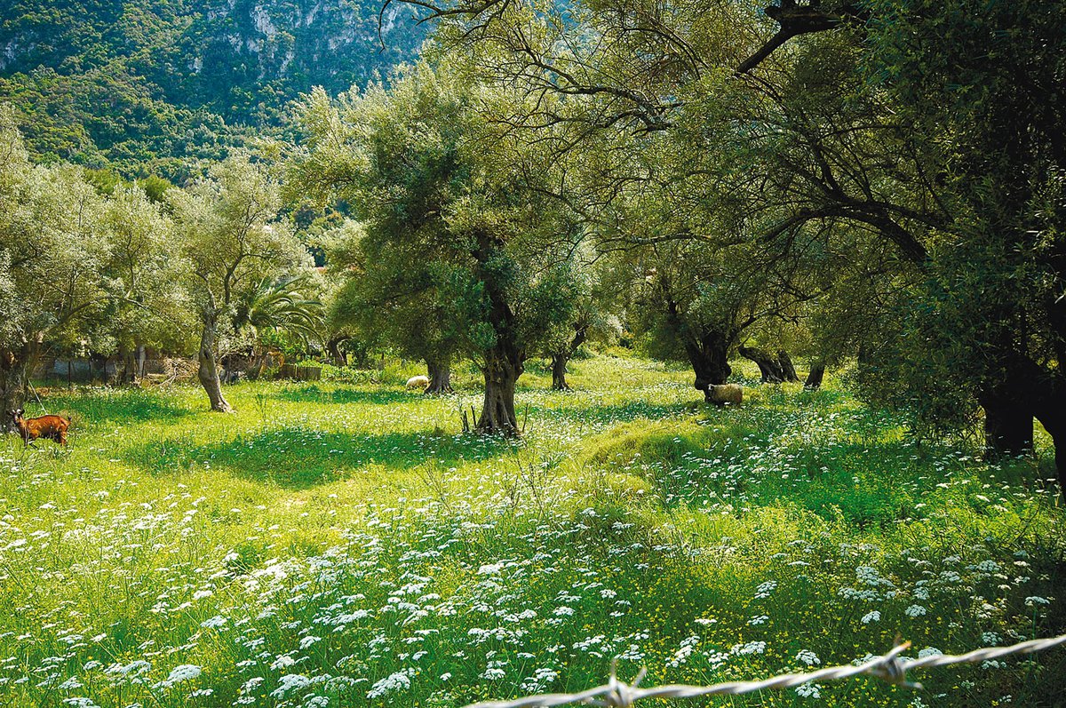 The Venetian olive grove @Andreas Thermos
