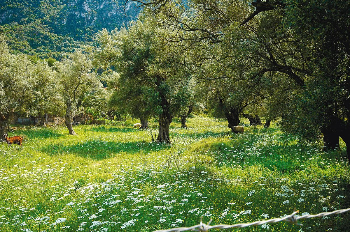 Ο Ενετικός ελαιώνας @Ανδρέας Θερμός