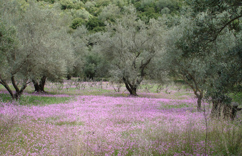 Ελαιόδεντρα. Φωτογραφία: Ανδρέας Θερμός