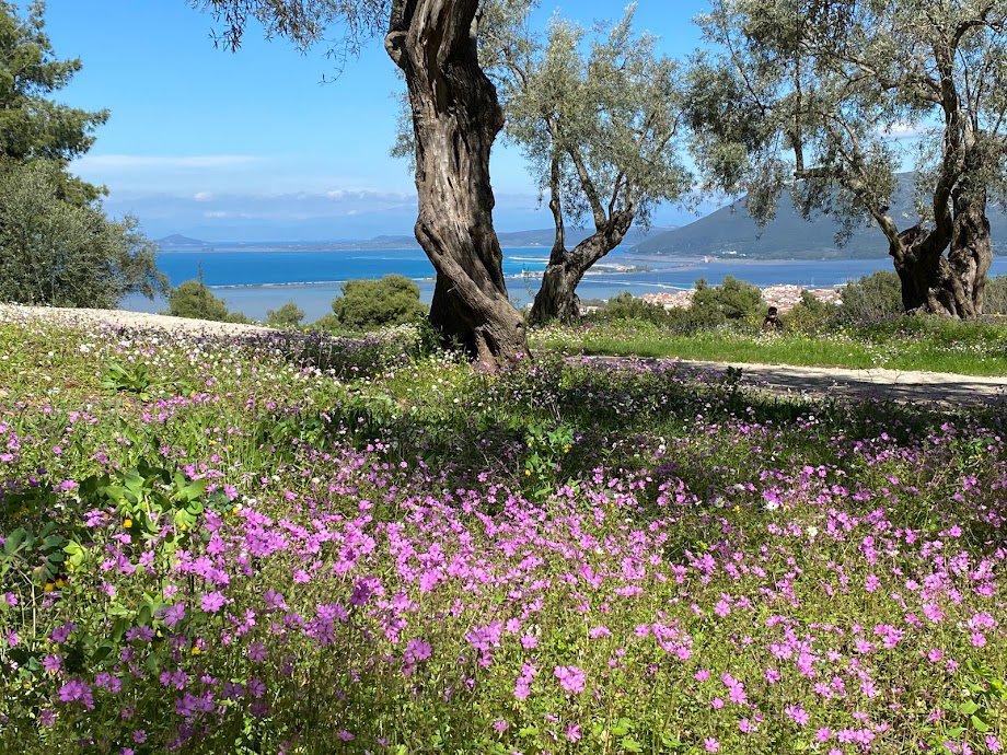 Τα ελαιόδεντρα της Λευκάδας. Φωτογραφία: Ανδρέας Θερμός