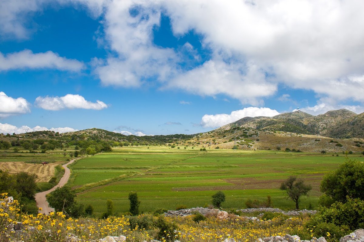 Split pea fields on Eglouvi’s plateau