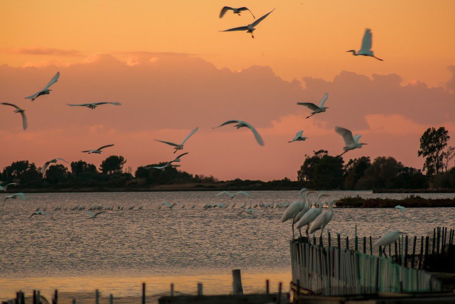 Από τον χειμώνα έως την άνοιξη, η λιμνοθάλασσα της Λευκάδας γεμίζει με πουλιά