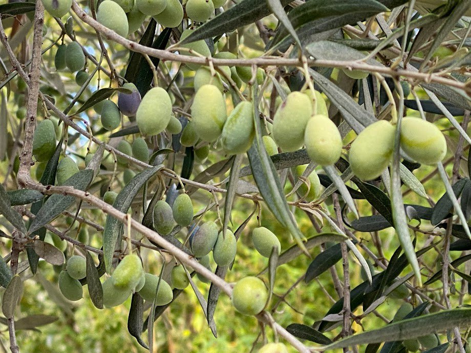 The amazing olive trees of Lefkada - Lefkada Slow Guide Blog