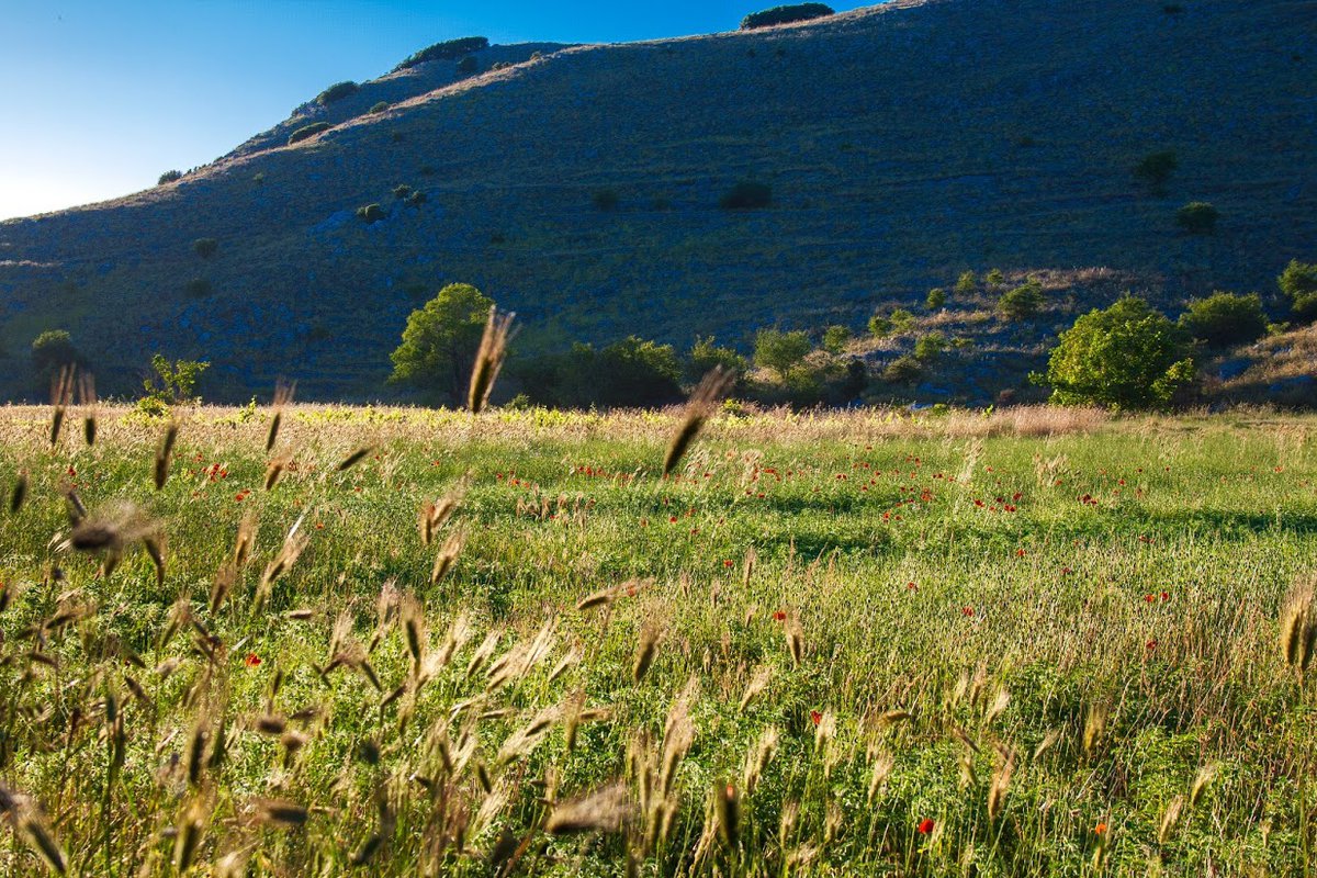 Φακοχώραφα στο οροπέδιο της Εγκλουβής