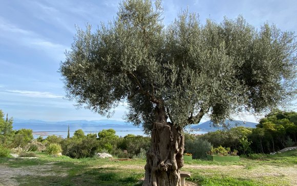 The amazing olive trees of Lefkada