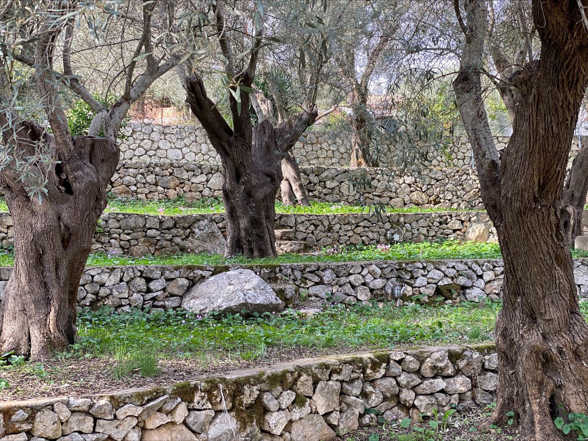 Ελαιόδεντρα. Φωτογραφία: Ανδρέας Θερμός