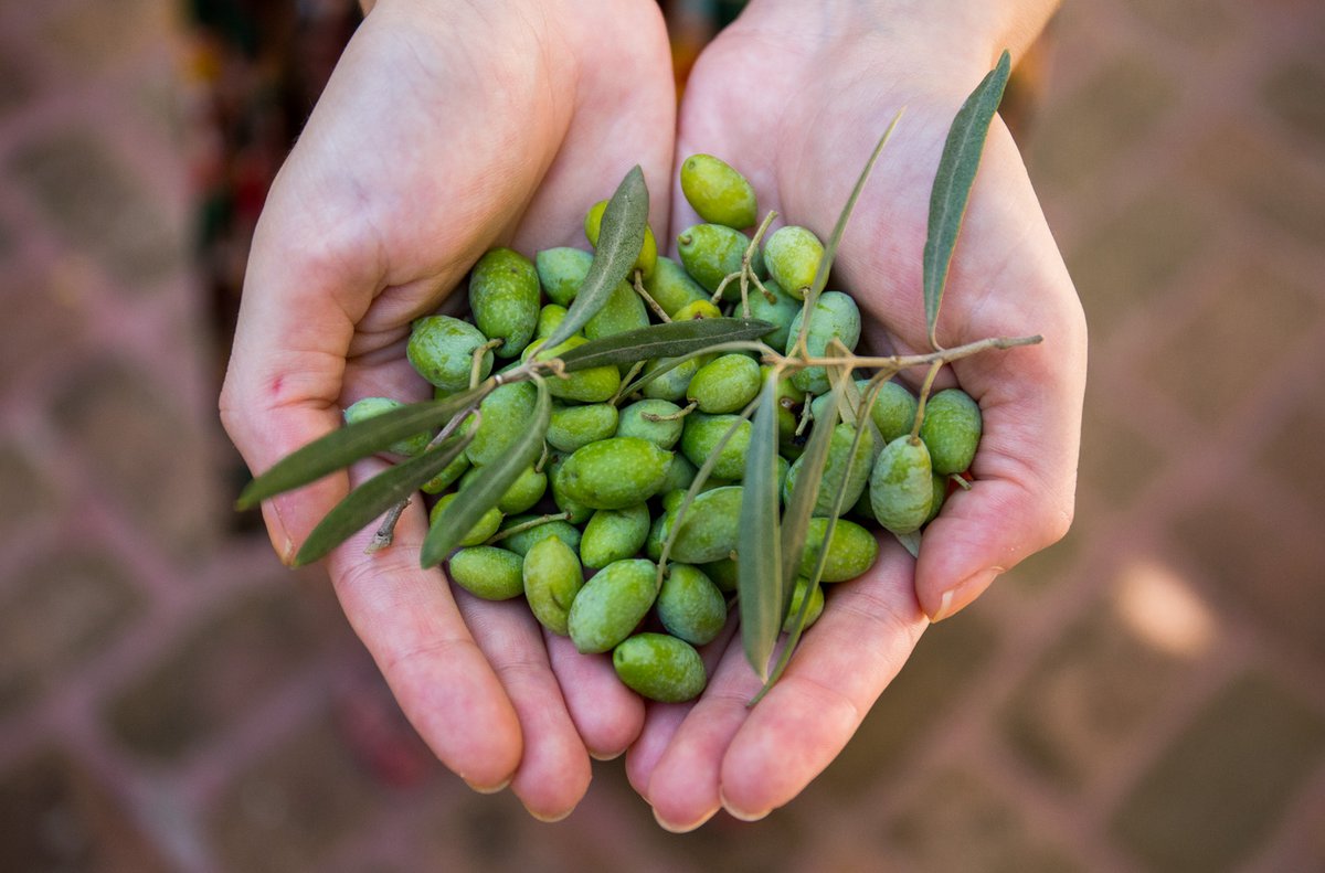 The amazing olive trees of Lefkada - Lefkada Slow Guide Blog